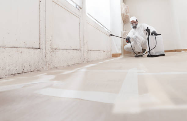24/7 Emergency Attic Mold Remediation experts in Nederland, CO