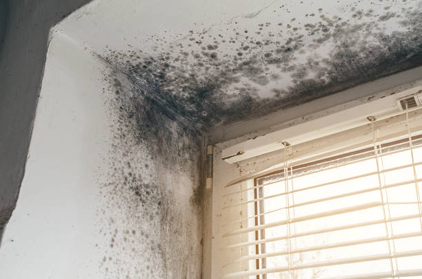 Affordable Attic Mold Remediation solutions in Nederland, CO