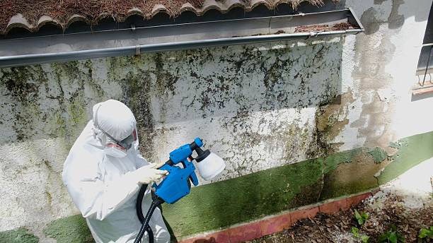 Top rated local Attic Mold Remediation specialists in Nederland, CO